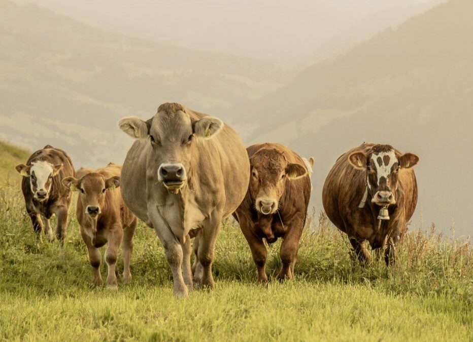 Esta é a quantidade de água que a carne de vaca precisa